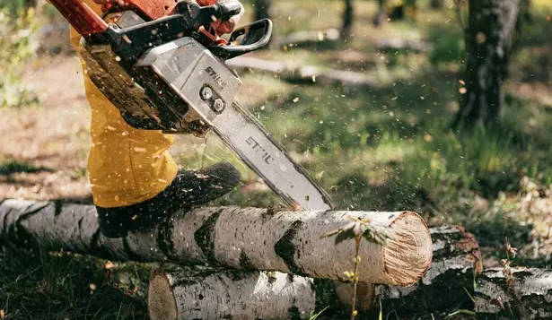 Service Photo of Tree Trimming